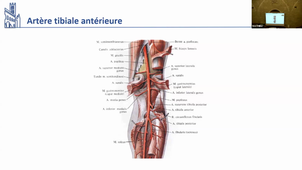 DFGSM2 UE - Appareil locomoteur - CM9 - Vascularisation innervation membre inférieur - J. Mathieu