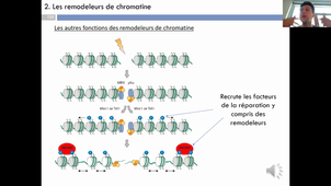 Cours Jérôme Poli Génétique 2 - HLBI601 2021 part 6