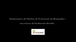 De l'ombre à la lumière : l'herbier de Montpellier