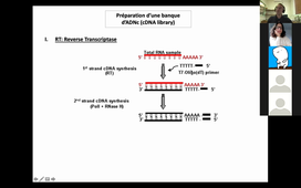 HLBI607_CM3_NNEGRE_Techniques de Transcriptomique