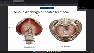 DFGSM3 - Anatomie de la cage thoracique et du diaphragme - Guillaume Captier - 28/09/2026