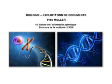  BIOLOGIE – EXPLOITATION DE DOCUMENTS : Organisation fonctionnelle de la cellule – 19. Nature de l’information génétique – Structure de la molécule d’ADN