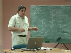 Morphologie et architecture végétale: Balado du DVD 4