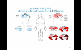 M1 Developmental genetics week 48 Lecture 2