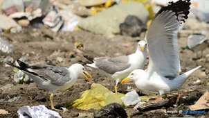 Karen McCOY - Impacts plastiques/Oiseaux marins