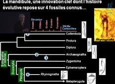 L3 FLBI507  – 25 Novembre 2010 – Jean Yves Rasplus -