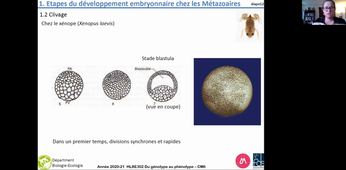 HLBE302-vidéoAmphi6