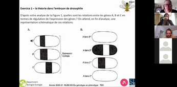 HLBE302 Correction TD5 génétique du développement
