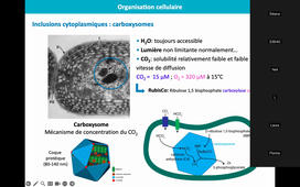 HAV521B-Cyanobacteries-2026