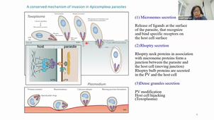 TU06- PLASMODIUM LIFE CYCLE - Maud Lamarque - 07-01-2026.mp4