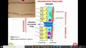 HAV314H - Diploblastiques_Spongiaires