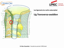 Theorie_Rachis_Cervical_Anatomie_Rozenblat_UPEC_2020