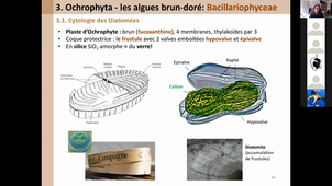 HLBE402 - Les algues brunes - Theorie endosymbiotique