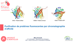 Vidéo Chromatographie d'affinité (résine Ni-NTA) sur des protéines fluorescentes taggées Histidine