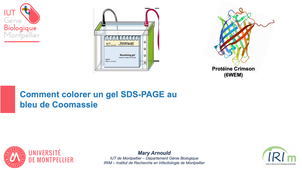 Comment colorer un gel SDS-PAGE au bleu de Coomassie