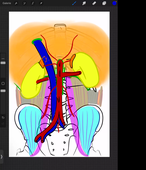 CM2-CM3_Appareil rénal_Anatomie_Martha DURAES_22-01-2024