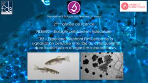 Video TP2 biologie cellulaire HLBI402