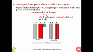 HAV409B - Cas de la drosophile (Insecte) - Déterminisme du Sexe