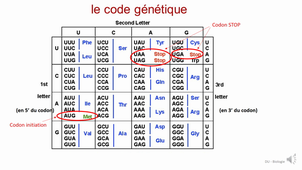 DU Biologie- De l'ADN aux protéines-Partie 5_BANULS