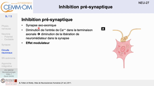 NeurophysiologieBases_video7_Gasq_2024.mp4