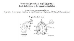 Cytosquelette cils moule