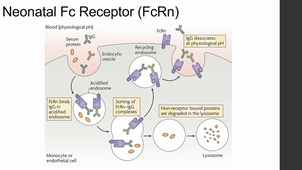 DFGSM2-Biothérapies--Alexandre Jentzer