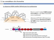 Cours Jérôme Poli Génétique 2 - HLBI601 part2