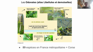 Cours insectes / Licence 1/ HAV212H / UE naturaliste 1