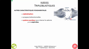 HAV314H - Zoologie2022_Triploblastiques_Généralités