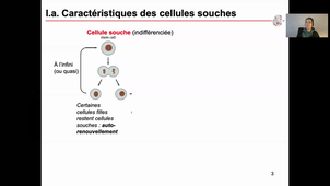 HLBI512-Guyomarch-CM1-Cellules_Souches_Animales-251120-ENREGISTREMENT