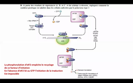 TD Régulation traduction + histones HLBI504