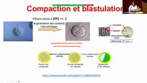 CM 8 - Reproduction Fertilité Embryologie_Dr Margaux Anav_27092023