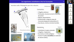 HLBE512 - CM2 - Eucaryotes Unicellulaires - BBEC