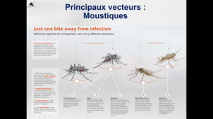 Cours arbovirus virologie