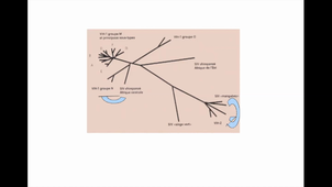 HMBE3B3 : introduction à l'évolution des systèmes symbiotiques_partie 2