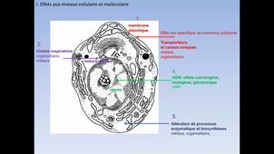 Ecotox1 CM Effets biologiques et biomarqueurs 4-02-2021 9h45