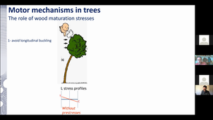 Seminaire LMGC 8 avril 2021 : Bruno Clair - Le bois pour l'arbre, le bois pour l'homme, dans un monde en transition