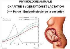 LICENCE DE BIOLOGIE Cours de Physiologie animale CHAPITRE 6 : GESTATION ET LACTATION 3ème Partie : Endocrinologie de la gestation
