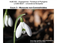 CM3 HLBE603 Monocots non-Commelinidées