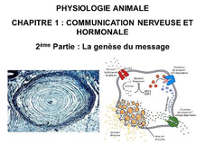 LICENCE DE BIOLOGIE Cours de Physiologie animale  CHAPITRE 1 : COMMUNICATION NERVEUSE ET HORMONALE  2ème Partie : La genèse du message