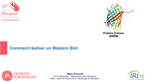 comment réaliser un Western Blot