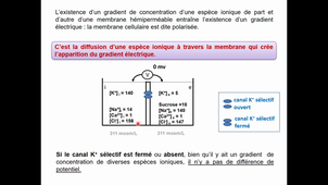HLBI406_Transferts membranaires_CM6 diapo 185 à 220