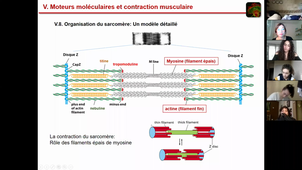 Cours HLBI402 FIN cytosquelette + Correction exercices