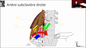 CM4 - Tête et Cou - Anatomie	Pr CAPTIER - 16/02/2024