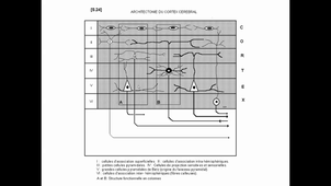 Neurobiologie SNC partie 2 F.VEYRUN.mp4