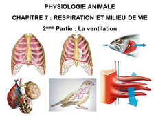 LICENCE DE BIOLOGIE Cours de Physiologie animale CHAPITRE 7 : RESPIRATION ET MILIEU DE VIE 2ème Partie : La ventilation