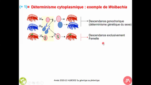 HAV409B - Déterminisme du Sexe - Autres déterminismes