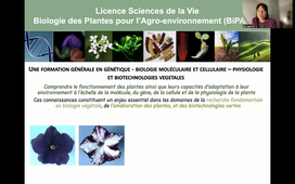 Présentation Parcours Licences  SV Biologies de Plantes pour l'AgroEnvironnement (BIPAGRO) FDS Montpellier