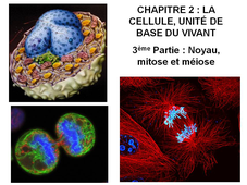 DAEU B – Cours de Biologie Chapitre 2 – La cellule, unité de base du vivant 3ème Partie : Noyau, mitose et méiose