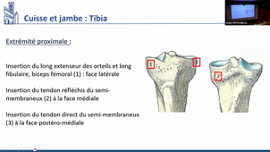 CM 7 Anatomie - Appareil Locomoteur_Dr Julie MATHIEU_27092023.mp4